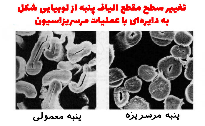 پنبه مرسریزه مرسرایزینگ چیست