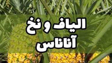 الیاف و نخ آناناس