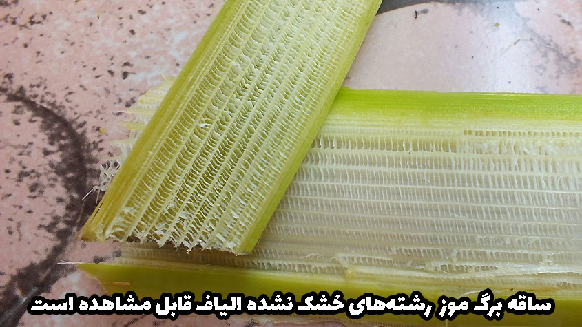 نخ از گیاه موز و تولید پارچه
