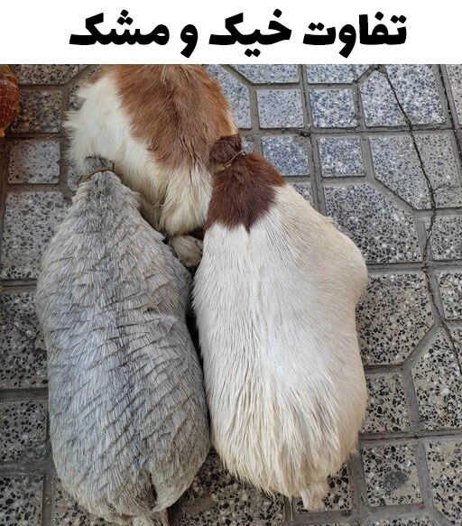 فروش مشک پوستی