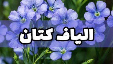 الیاف کتان نخ کتان