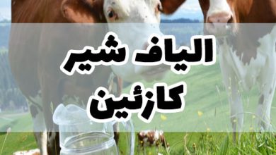 الیاف شیر کازئین نخ پروتئینی