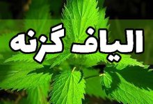 الیاف گزنه