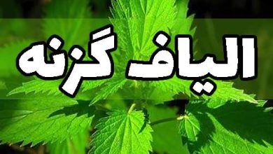 الیاف گزنه